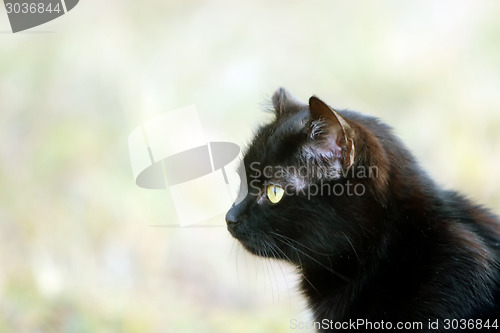 Image of Black cat portrait