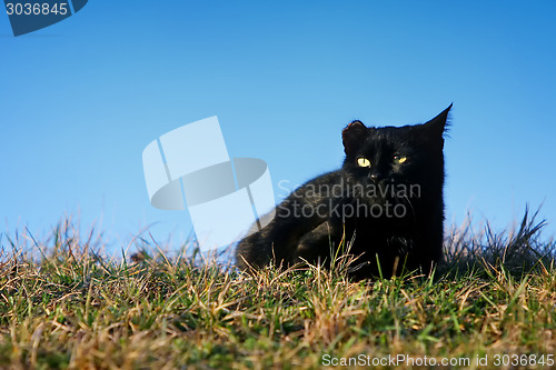 Image of Black cat with damaged ear in grass