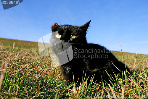 Image of Black cat with damaged ear on meadow