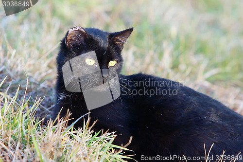 Image of Black cat lying in grass