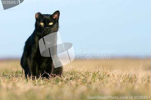 Image of Black cat sitting in grass on meadow