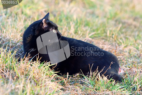 Image of Cat lying on meadow
