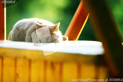 Image of Cat sleeping on empty wooden stand