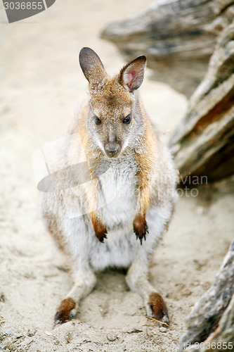 Image of Front view of kangaroo sitting on ground