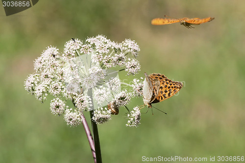 Image of Butterflies in nature