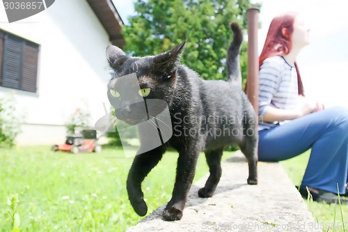 Image of Black cat on stone fence