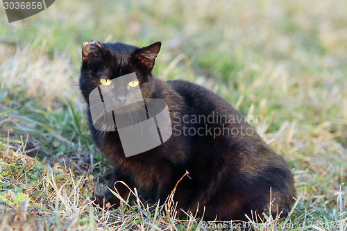 Image of Black cat sitting in grass