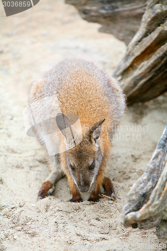 Image of Kangaroo in zoo
