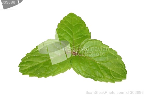 Image of Three mint leaves