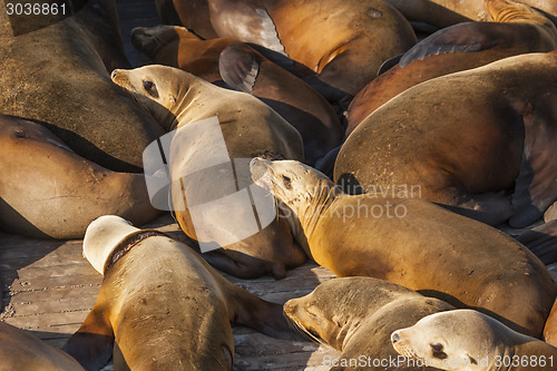 Image of Sea lions resting on dock