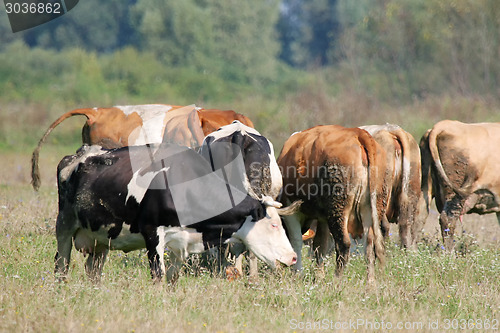 Image of Cows grazing on meadow