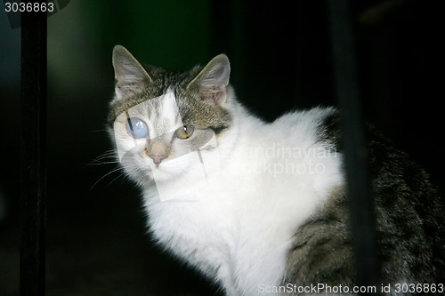 Image of Cat with disfigured eye