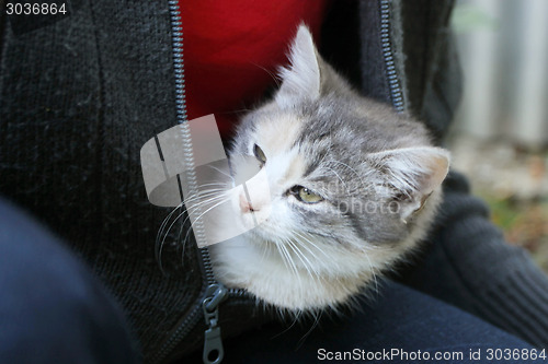 Image of Kitten peaking out of sweater