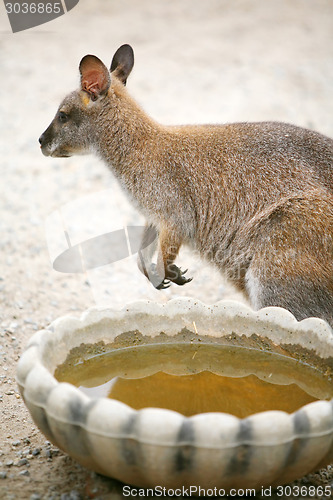 Image of Kangaroo next to bowl of water