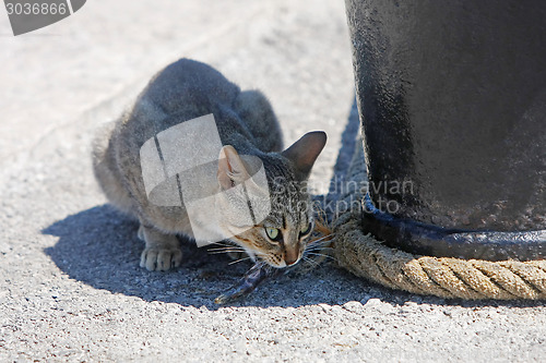 Image of Grey cat eating fish