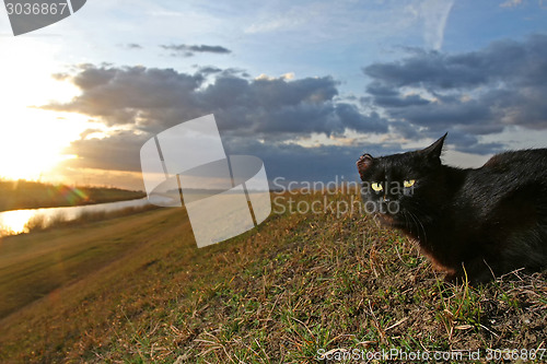 Image of Black cat lying on meadow at sunset