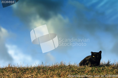 Image of Black cat lying on meadow