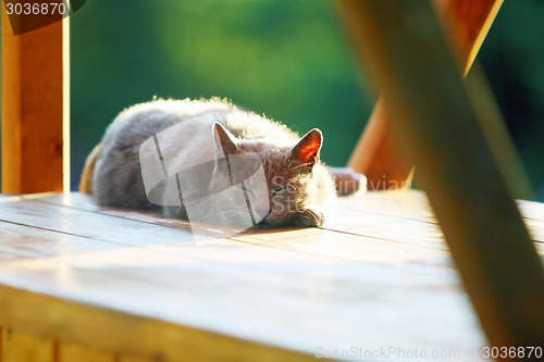 Image of Cat sleeping on wooden stand