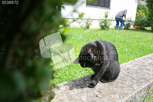 Image of Black cat cleaning herself