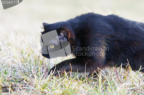 Image of Close up of black cat sneaking in grass