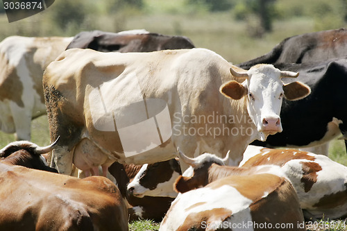 Image of Flock of cows resting on meadow