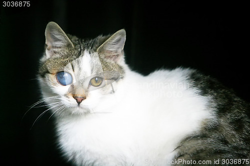 Image of Close up of cat with deformed eye