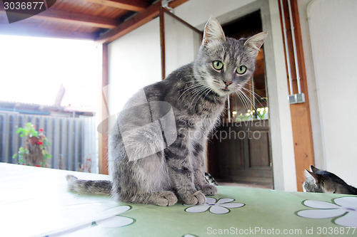 Image of Grey cat on table