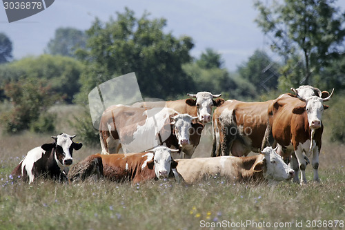 Image of Flock of cows on meadow