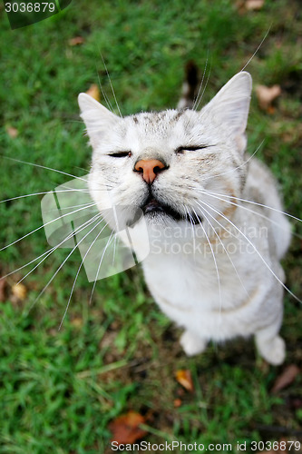 Image of Grey cat sitting on grass