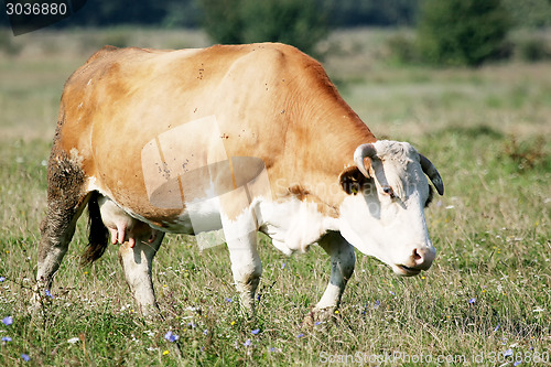 Image of Cow grazing on meadow