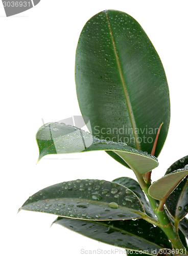 Image of Ficus Leaves