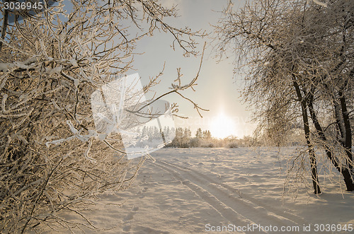 Image of trees covered with hoarfrost against the blue sky