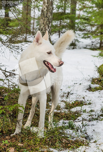 Image of White dog husky in a winter forest 