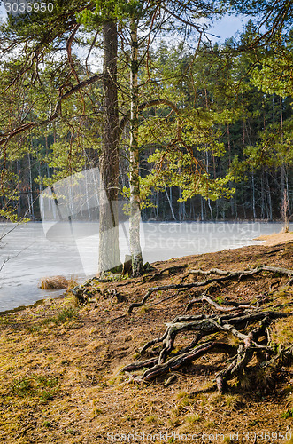 Image of Spring landscape at wood lake