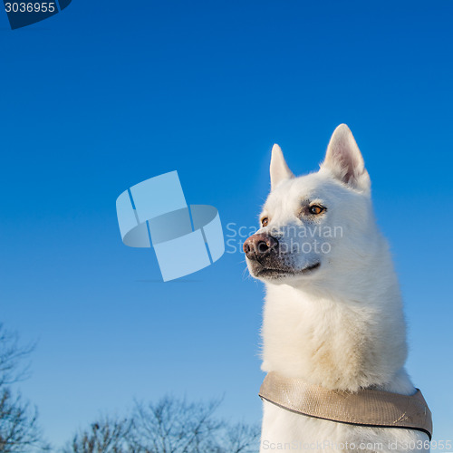 Image of Portrait of a white dog