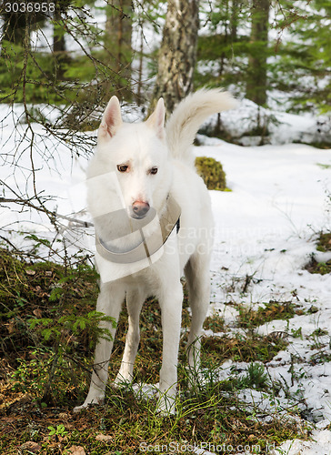 Image of White dog husky in a winter forest 