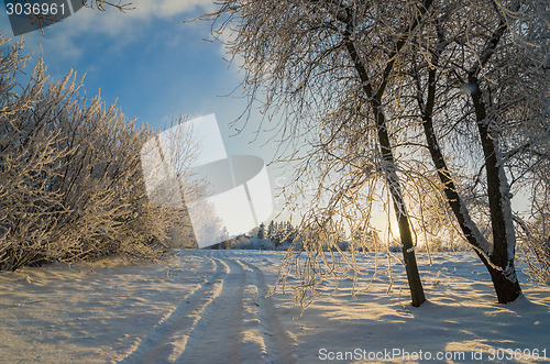 Image of trees covered with hoarfrost against the blue sky