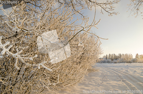 Image of trees covered with hoarfrost against the blue sky