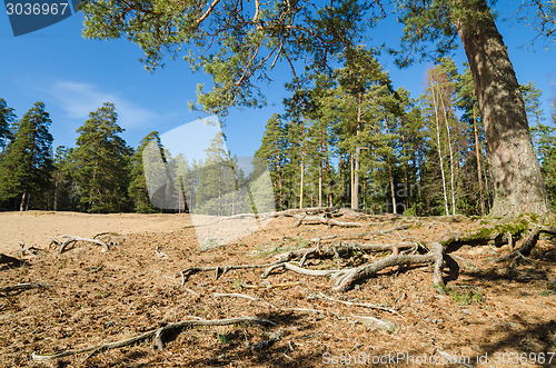 Image of Spring landscape in a Baltic wood