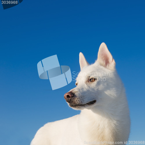 Image of Portrait of a white dog