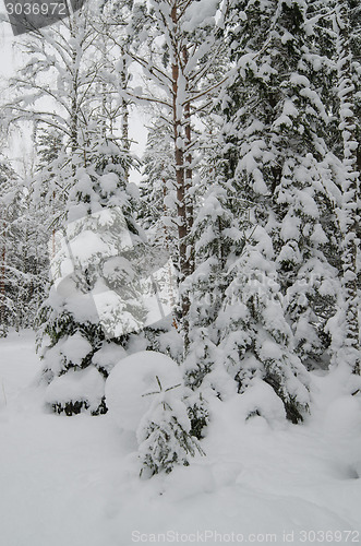 Image of Winter snow covered trees. Viitna, Estonia. 