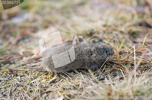 Image of Mouse vole, close-up