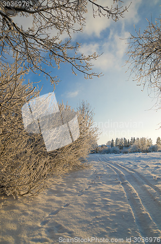 Image of trees covered with hoarfrost against the blue sky