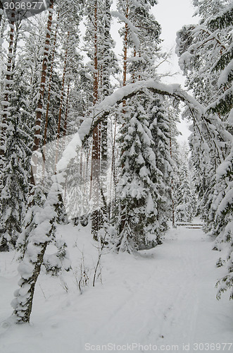 Image of Winter snow covered trees. Viitna, Estonia. 