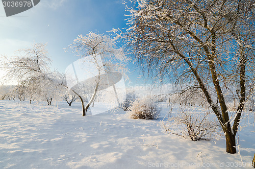 Image of trees covered with hoarfrost against the blue sky