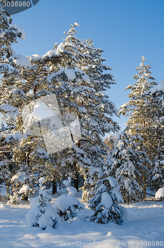 Image of Winter snow covered trees against the blue sky. Viitna, Estonia.