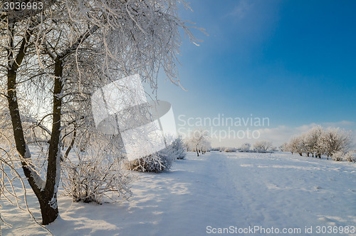 Image of trees covered with hoarfrost against the blue sky