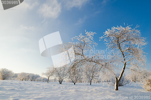 Image of trees covered with hoarfrost against the blue sky
