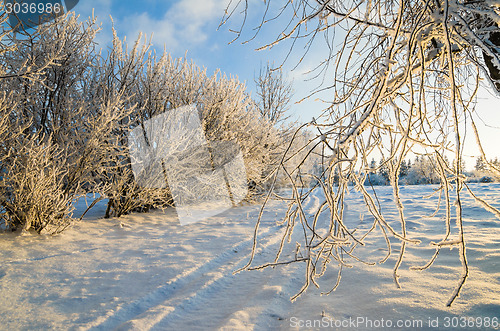 Image of trees covered with hoarfrost against the blue sky