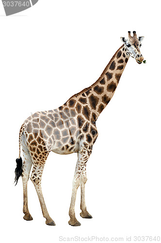 Image of Giraffe